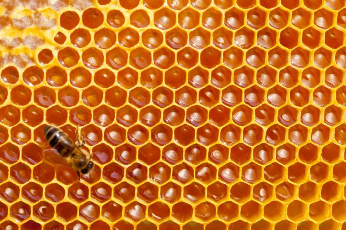 En quoi la ruche est-elle un modèle de structure architectural et